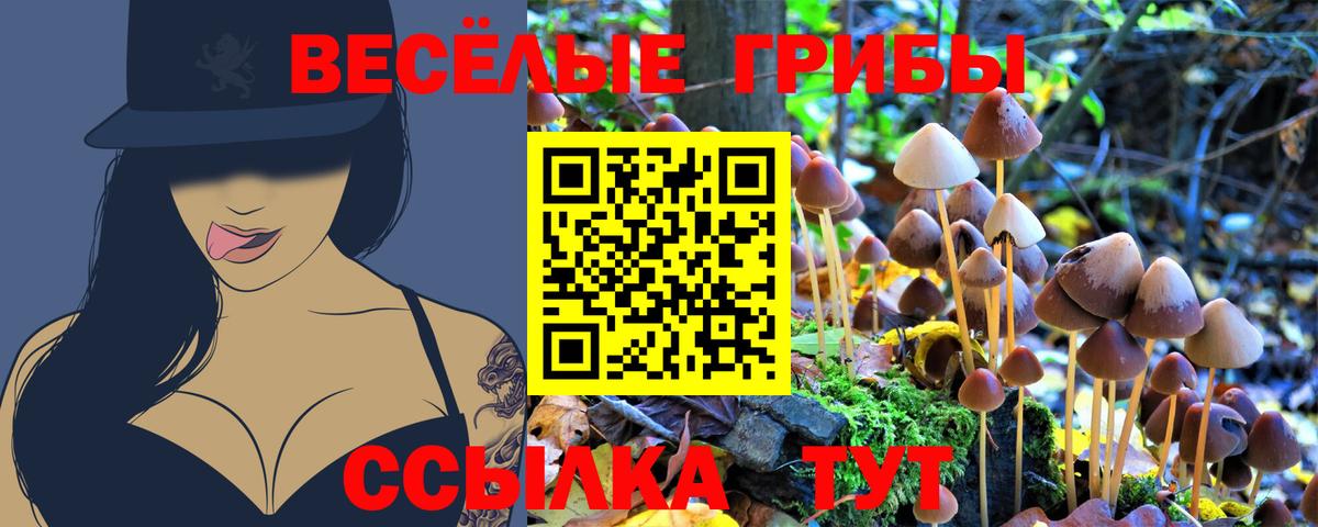 Псилоцибиновые грибы Psilocybe Медногорск